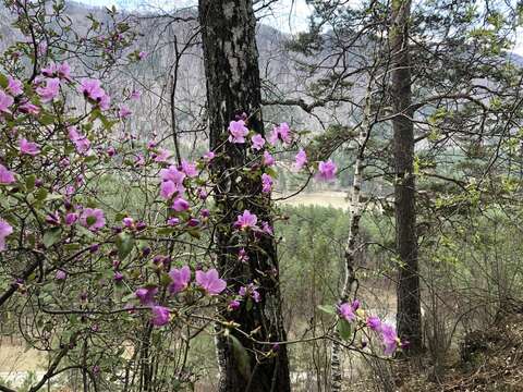 Image de Rhododendron ledebourii Pojark.