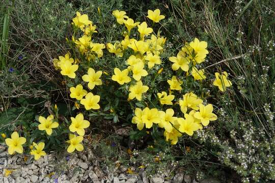 Image de Linum campanulatum L.