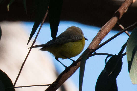 Image of White-throated Gerygone