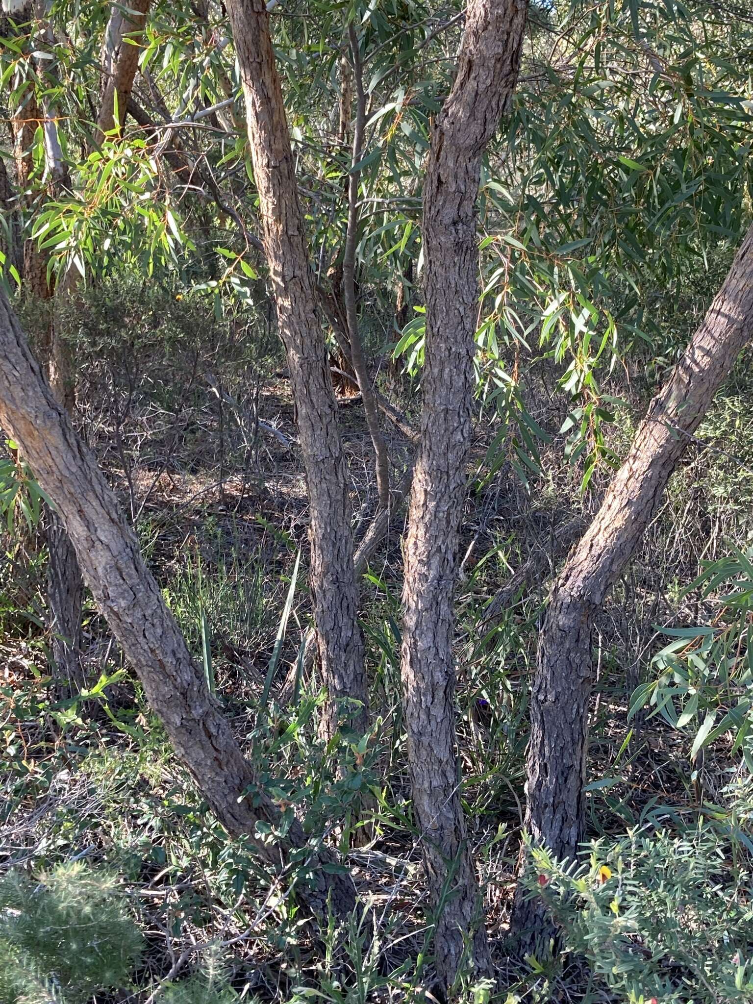 Image of Eucalyptus lateritica M. I. H. Brooker & S. D. Hopper