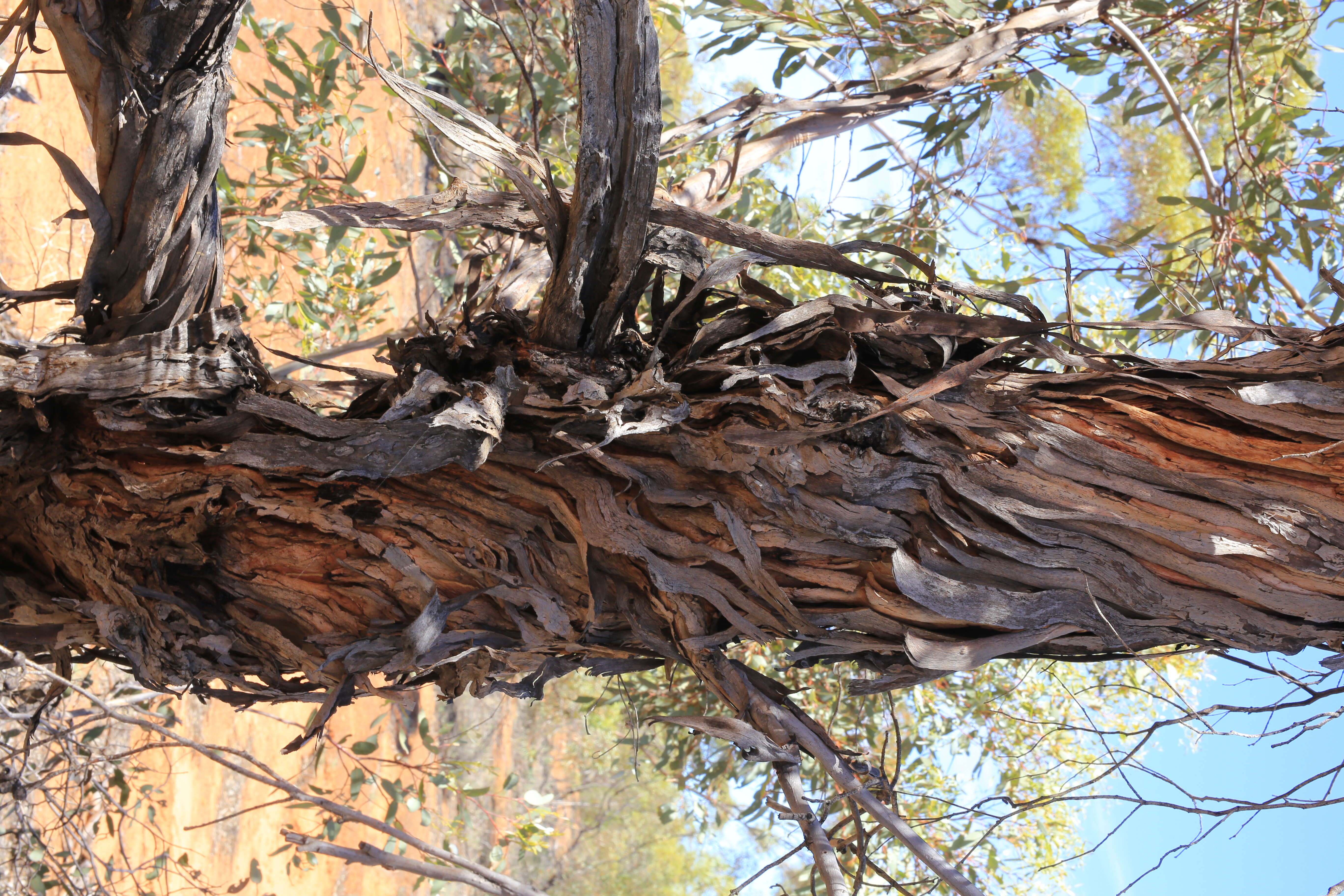 Image of Red Mallee