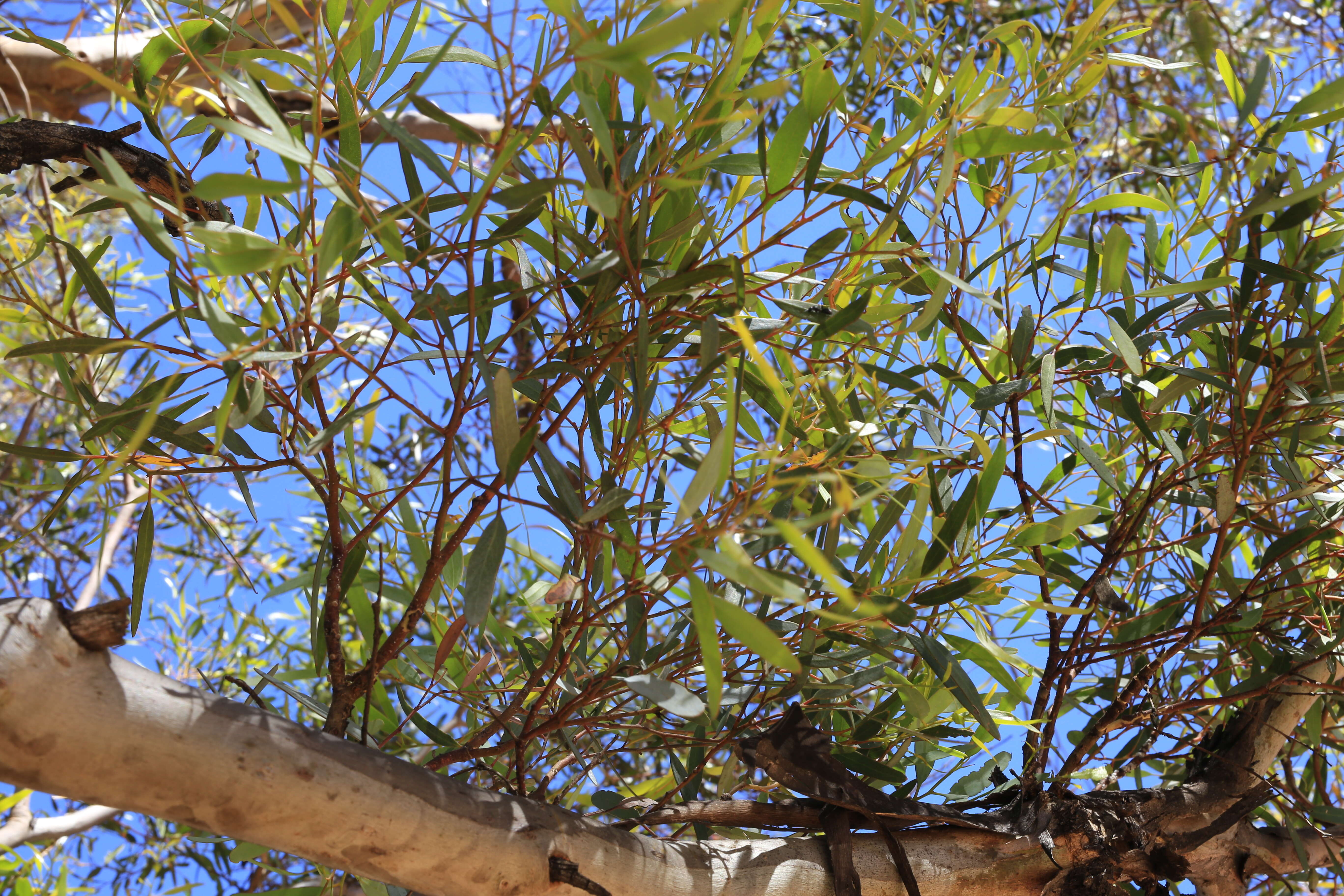 Sivun Eucalyptus gracilis F. Müll. kuva