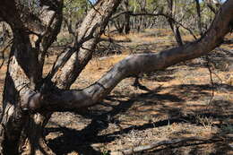 Imagem de Eucalyptus gracilis F. Müll.