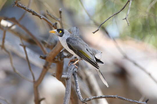 Image of Noisy Miner