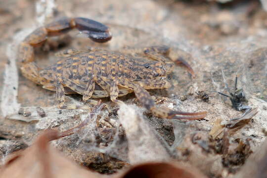 Image of Lychas marmoreus (C. L. Koch 1844)