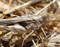 Image of Ridged Grasshopper