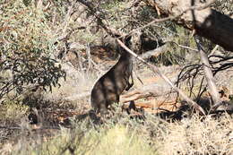 Macropus fuliginosus (Desmarest 1817) resmi