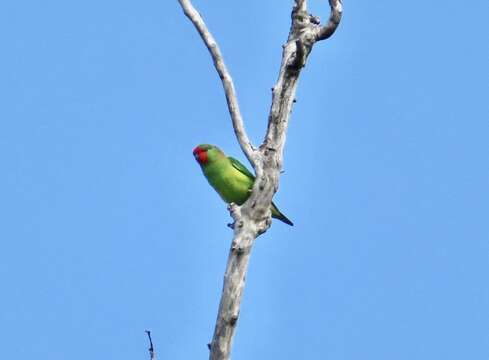 Image of Little Lorikeet