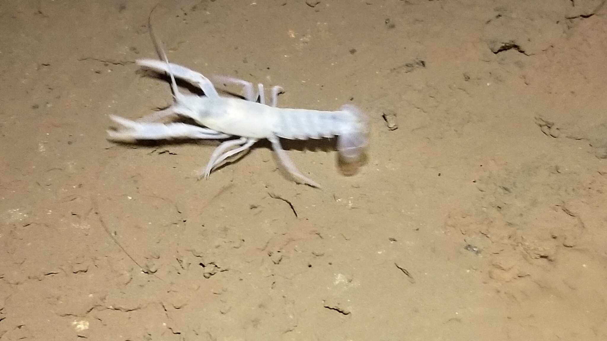 Image of Southern Cave Crayfish