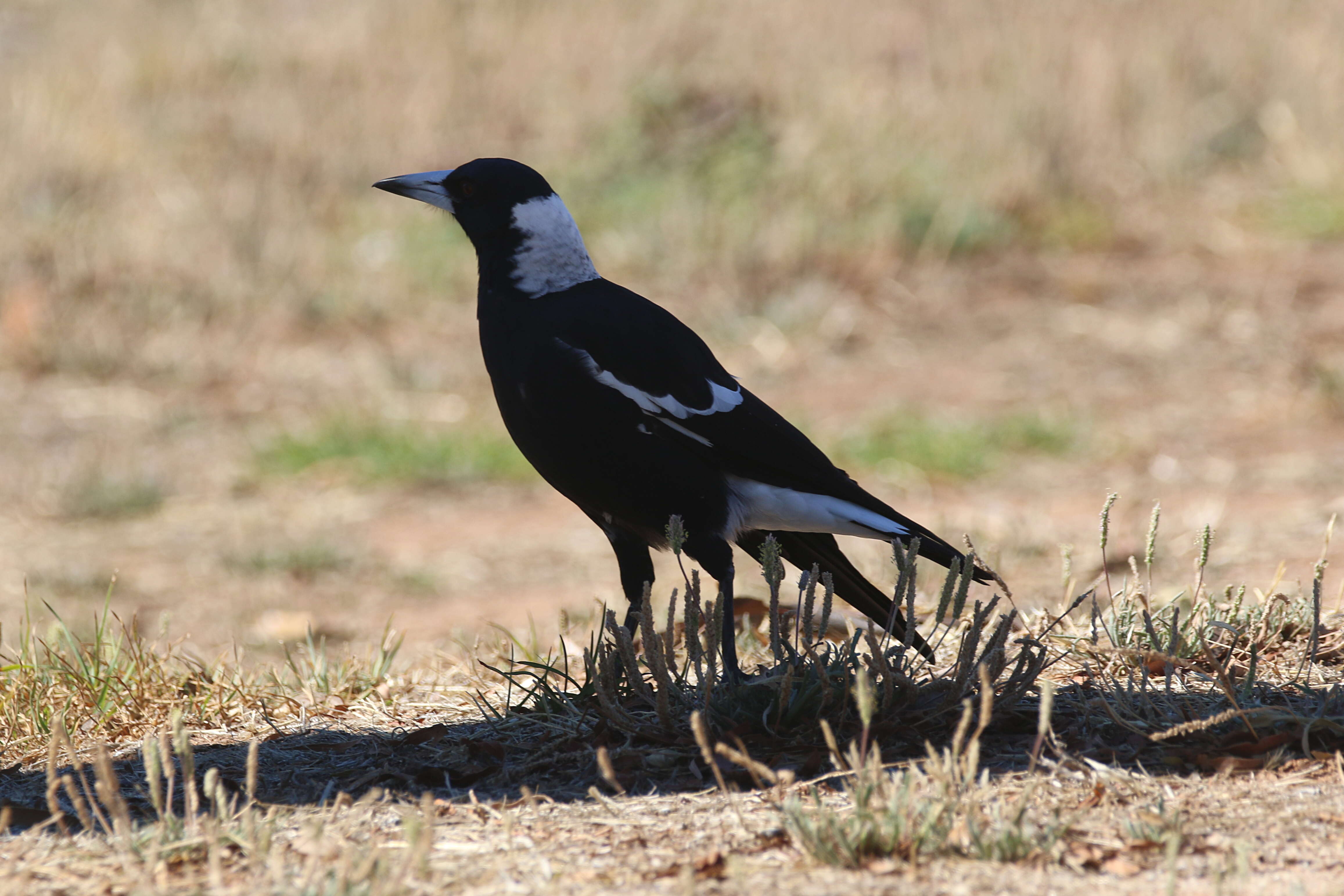 Image of Gymnorhina Gray & GR 1840