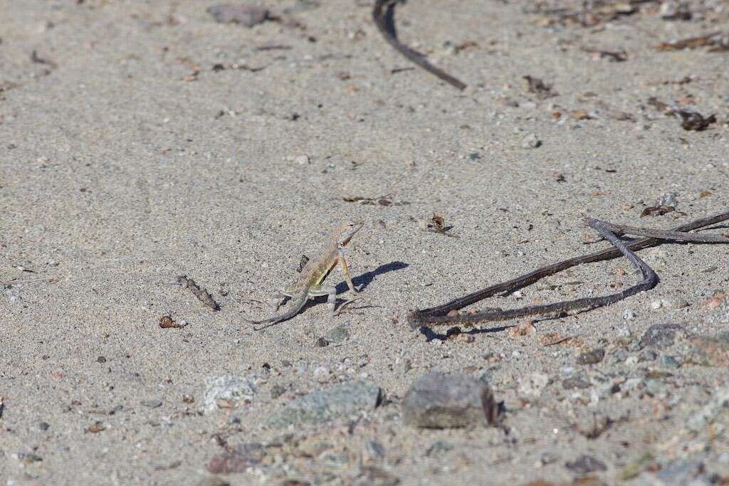 Image of Zebratail lizards