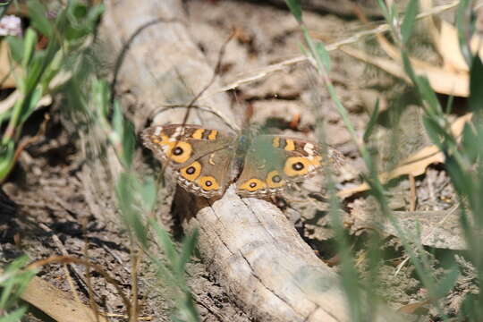 Image of Meadow Argus