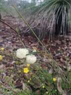 Plancia ëd Acacia willdenowiana H. L. Wendl.