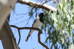 Imagem de Cracticus nigrogularis (Gould 1837)