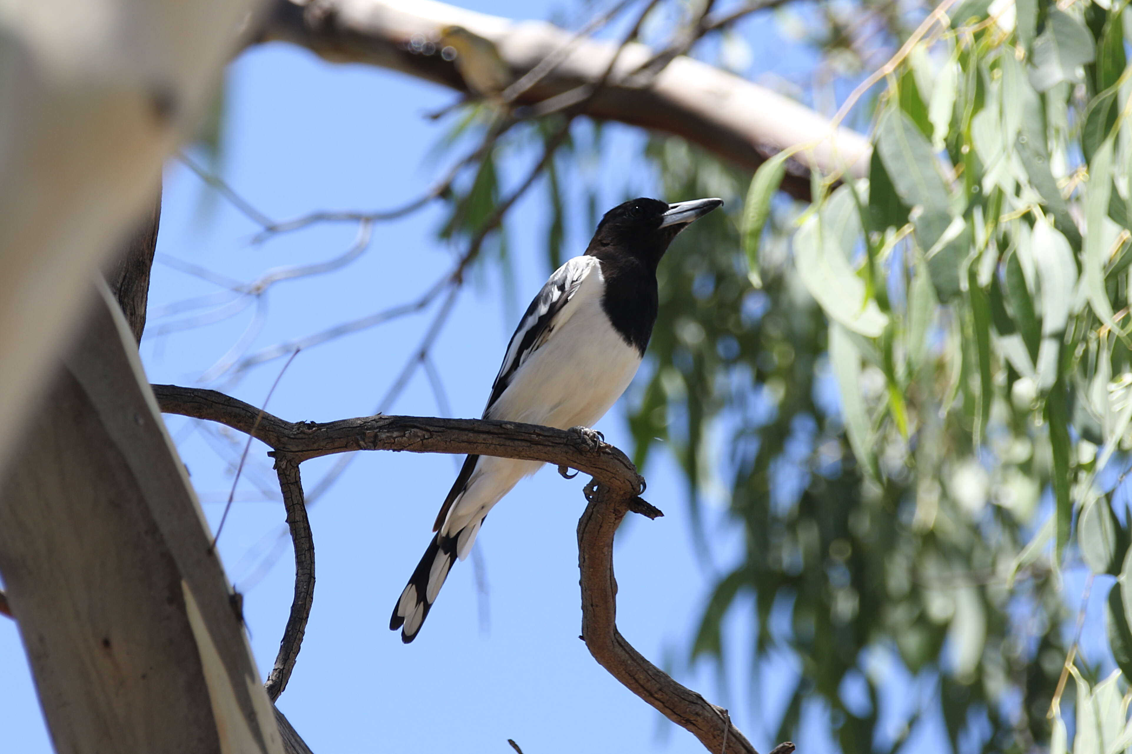 Imagem de Cracticus nigrogularis (Gould 1837)