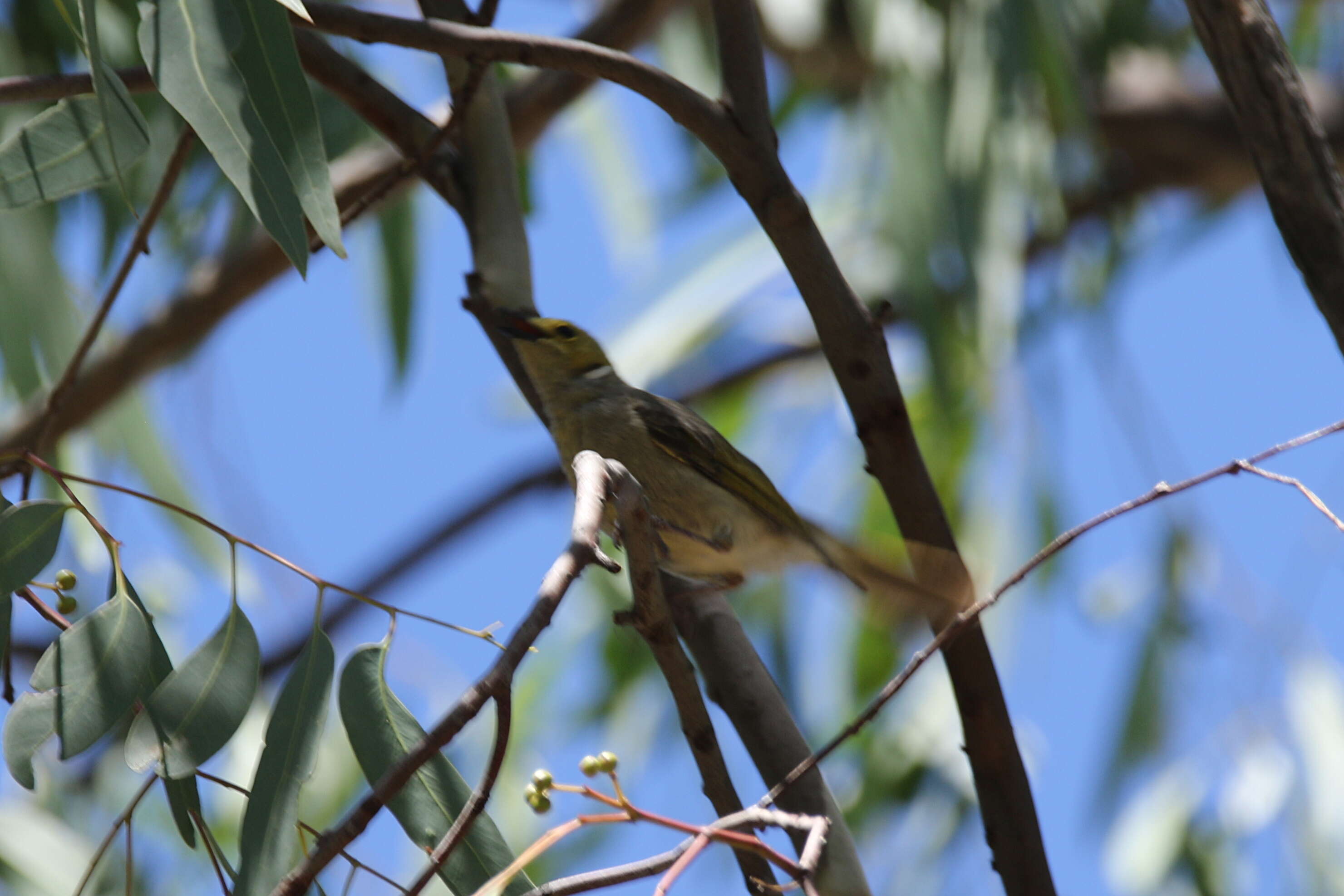 Image of White-plumed Honeyeater