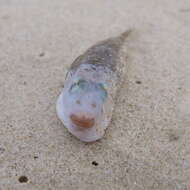 Image of Highfin toadfish