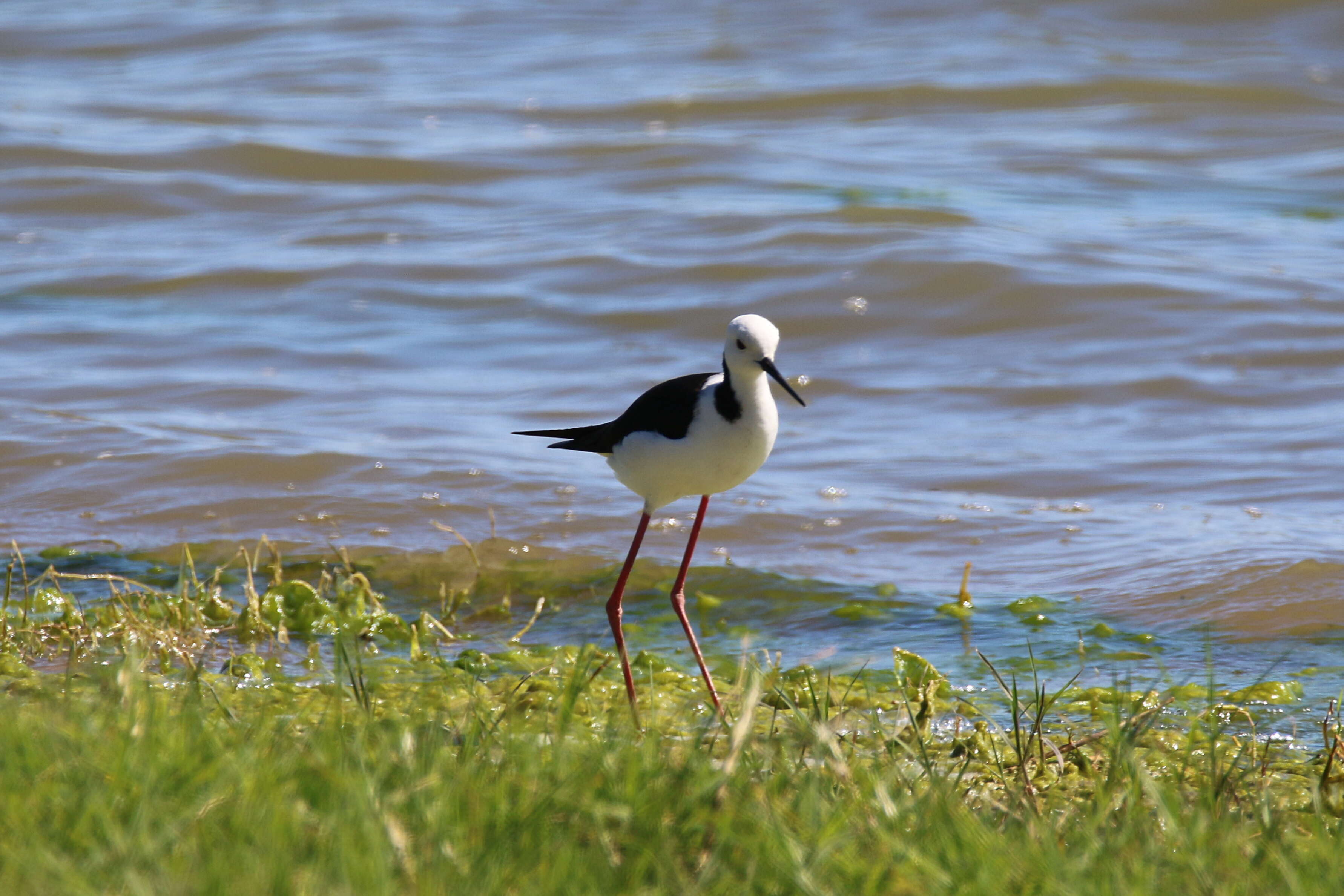 Image of Pied Stilt