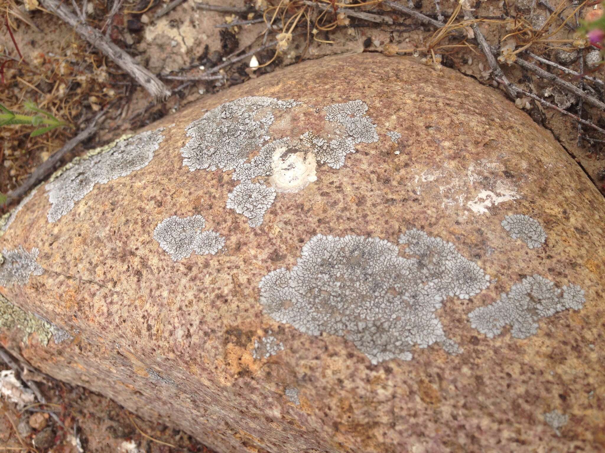 Image of mountain lichen