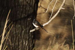 Image of Willie Wagtail