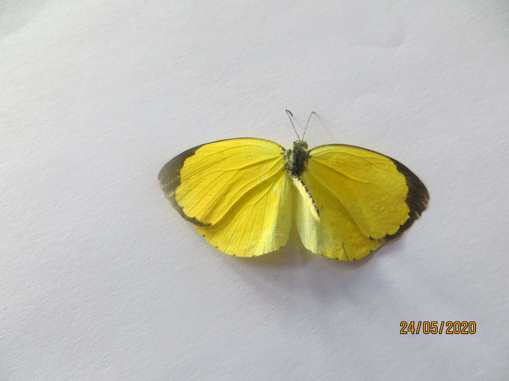 Слика од <i>Eurema <i>floricola</i></i> floricola