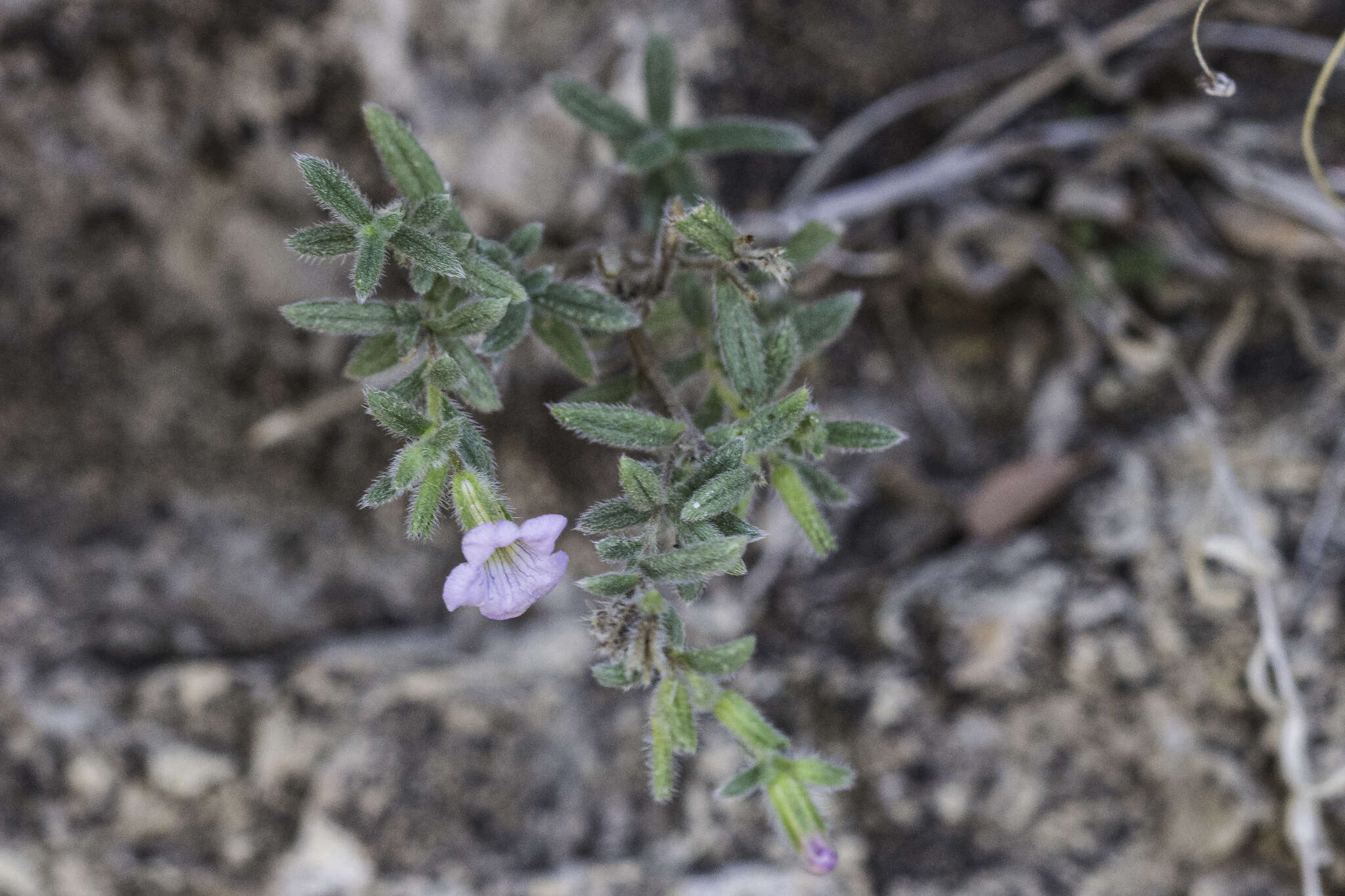 Image of Texas crinklemat