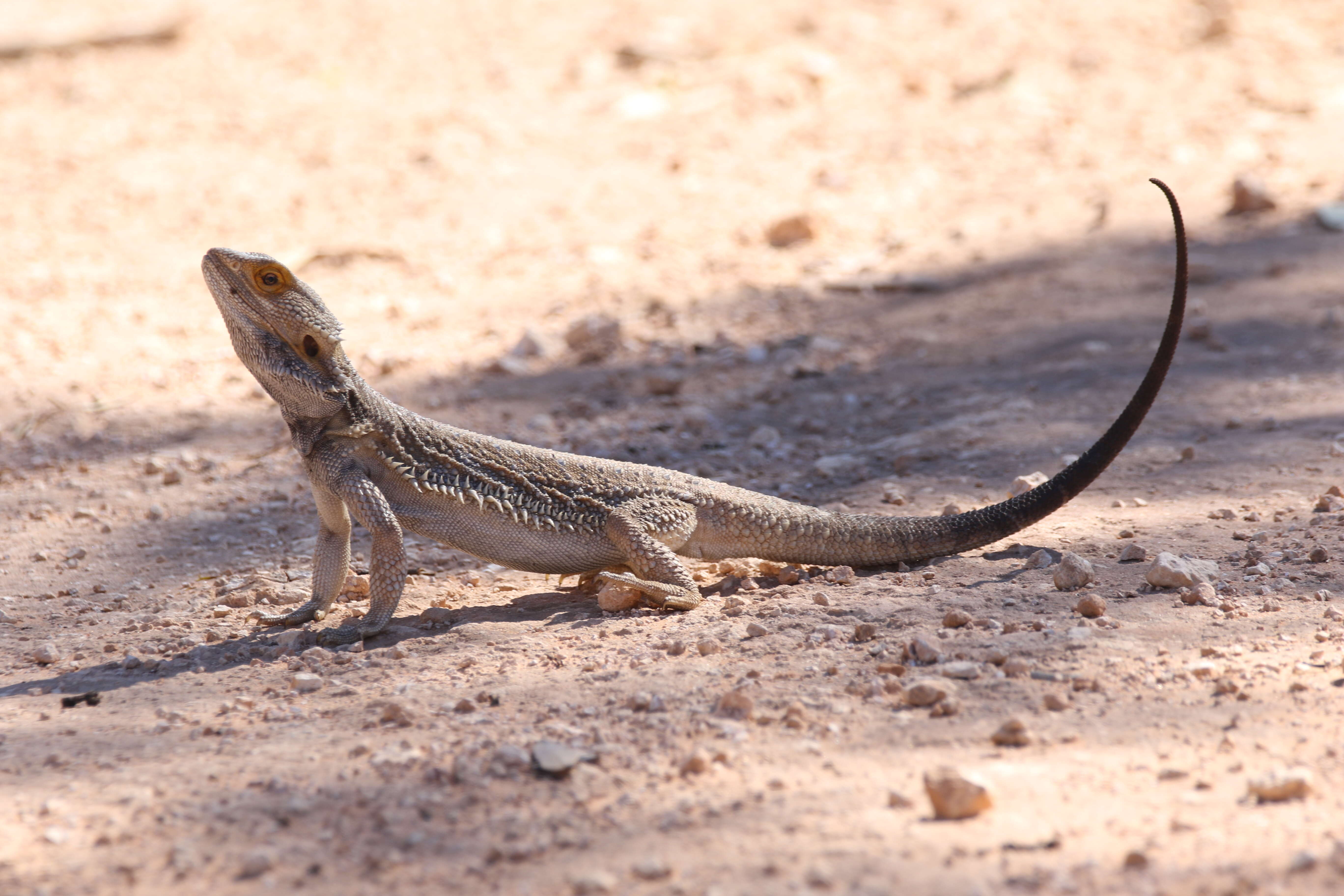 Plancia ëd Pogona vitticeps (Ahl 1926)