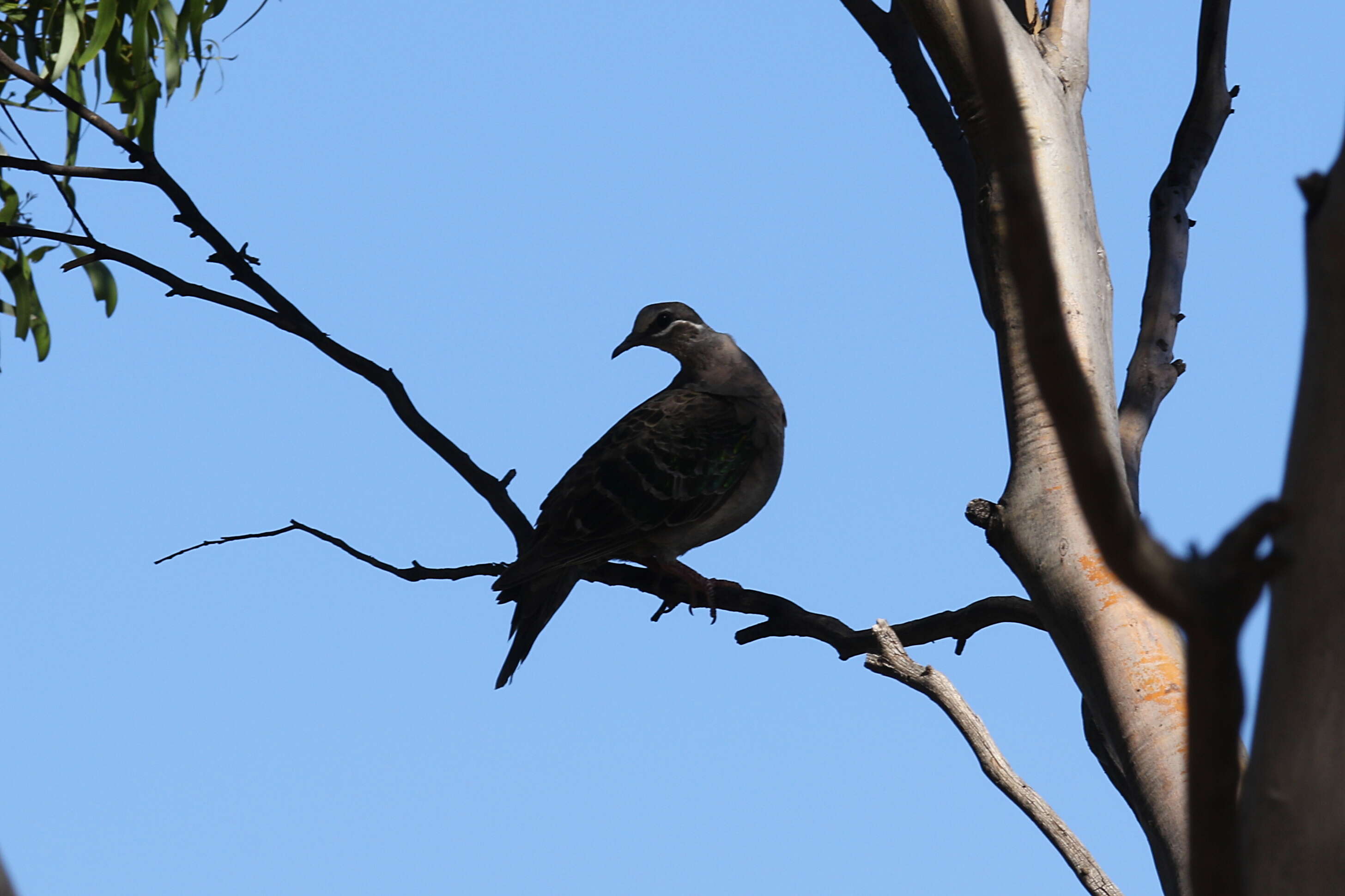 Image of Common Bronzewing