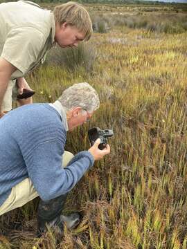 Image of Cape grass lizard