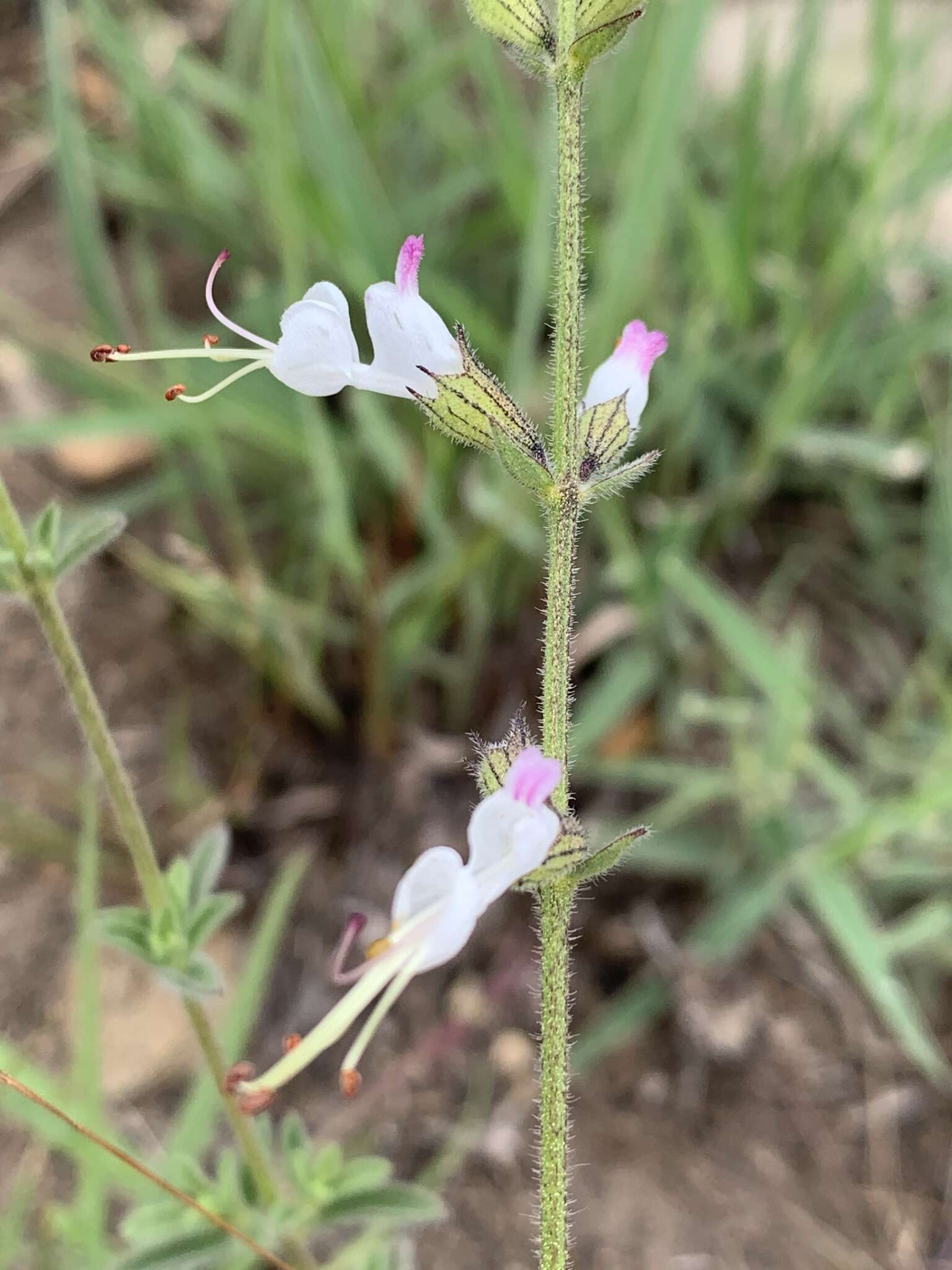 Image of Syncolostemon parviflorus var. parviflorus