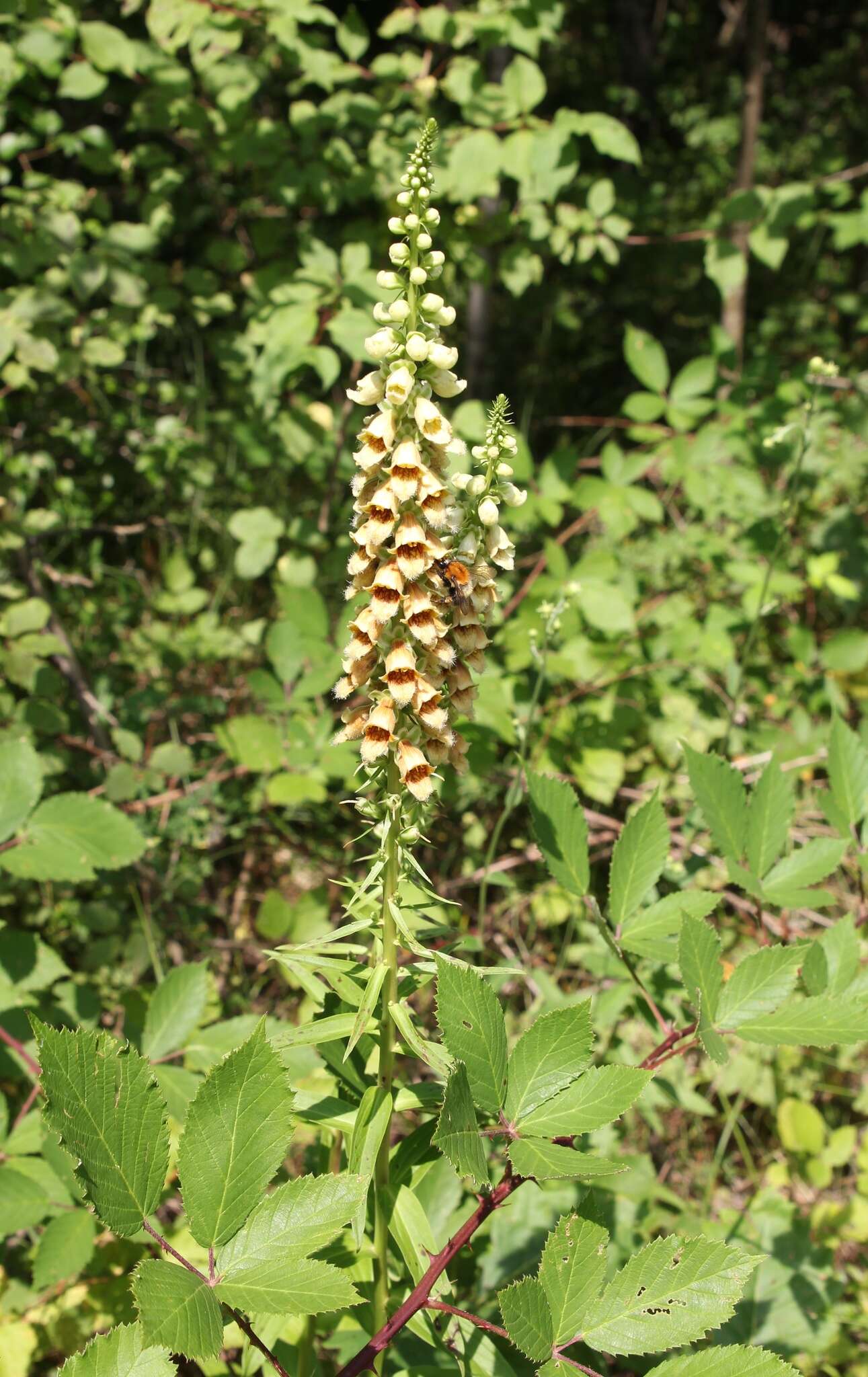 صورة Digitalis ferruginea subsp. schischkinii (Ivan.) Werner