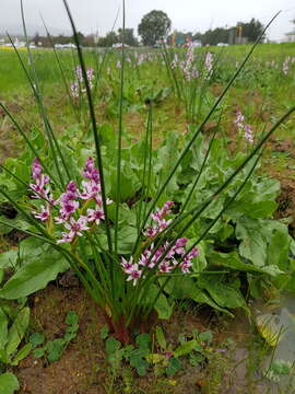 Sivun Wurmbea stricta (Burm. fil.) J. C. Manning & Vinn. kuva