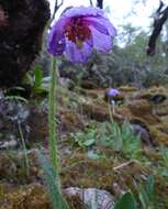 Image of Meconopsis simplicifolia (D. Don) Walp.