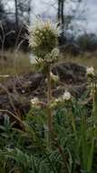 Image of Kaweah River phacelia