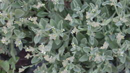Image de Morettia parviflora Boiss.