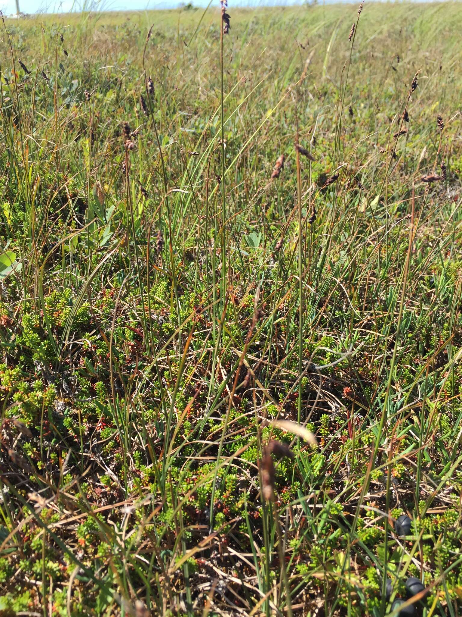 Image of Loose-flowered alpine sedge