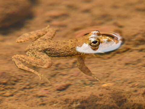 Image of Indian Skipper Frog