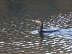 Image of Phalacrocorax carbo carbo (Linnaeus 1758)