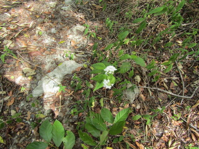 Image of Lantana radula Sw.