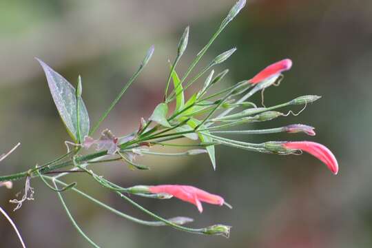 Image of Dicliptera sciadephora Donn. Sm.