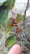 Smilax tomentosa Kunth resmi