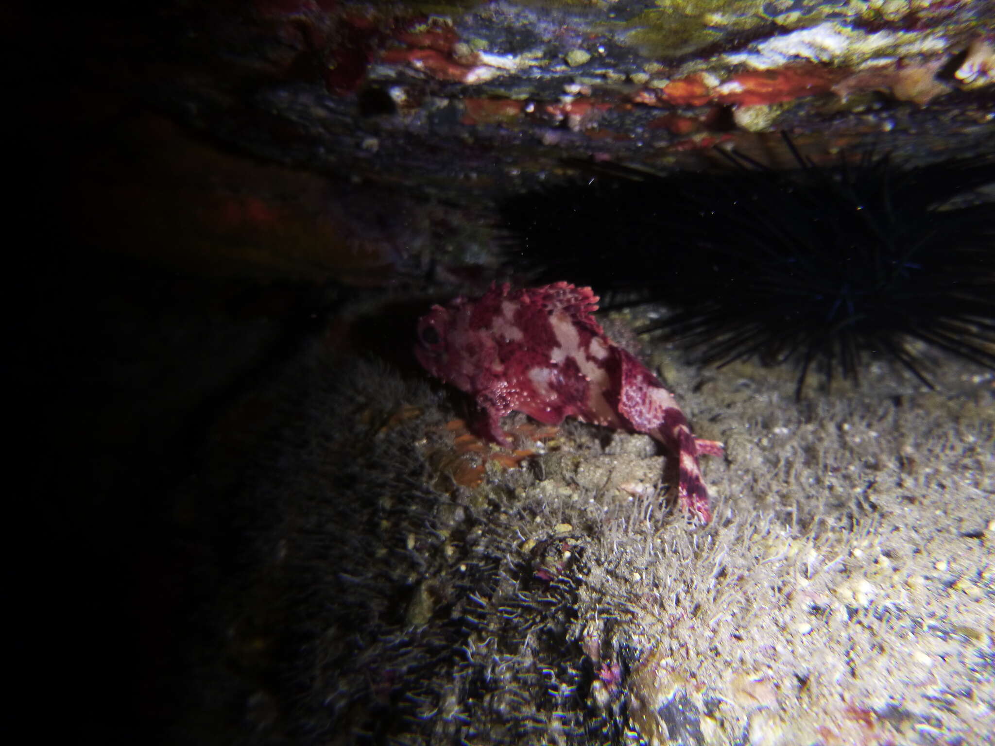 Image of Madeira Rock-fish