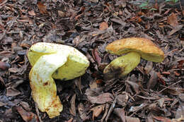 Image of butter bolete