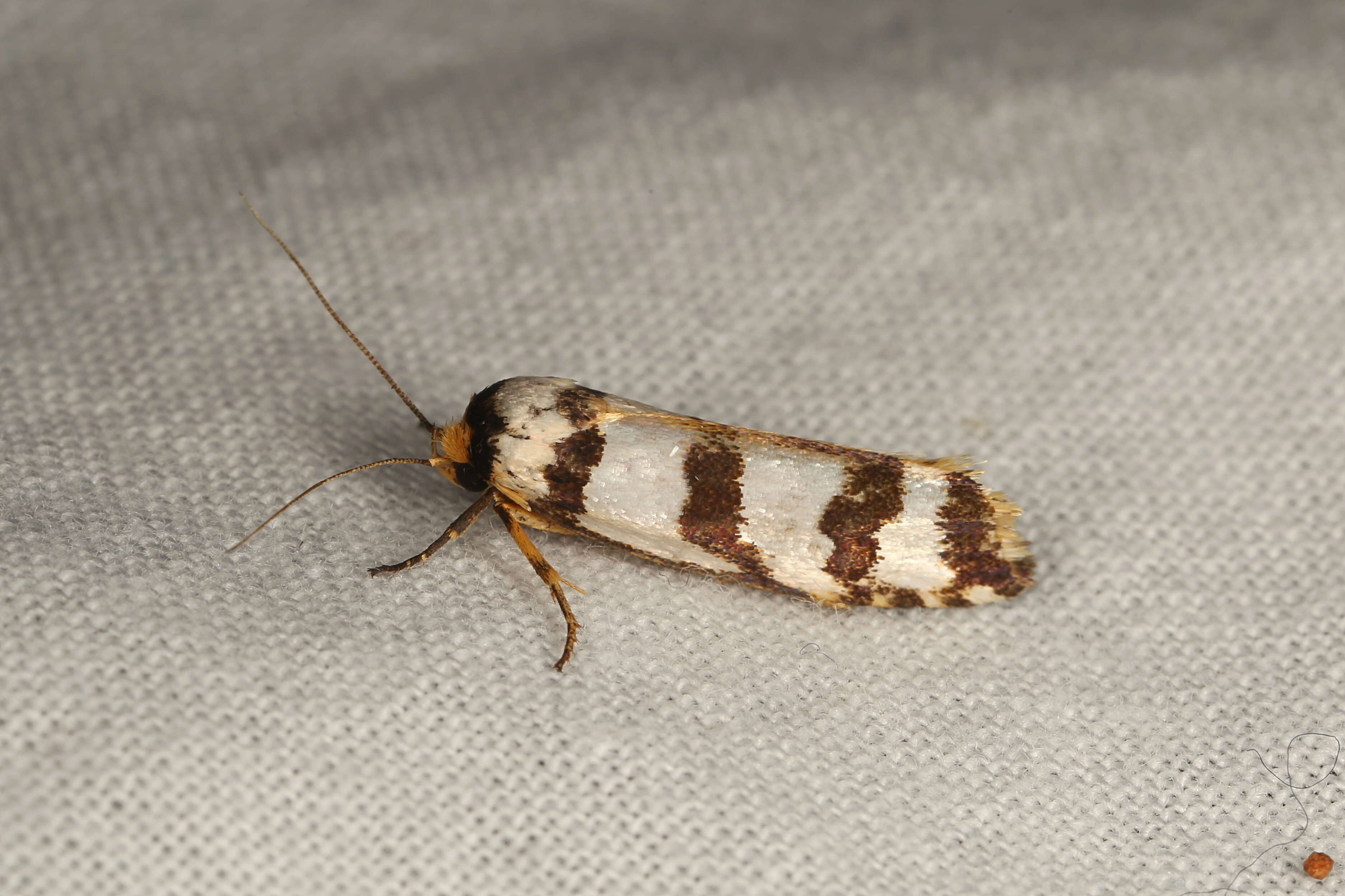 Image of Cryptophasa insana