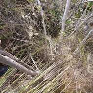 Image of Faulconbridge Mallee Ash