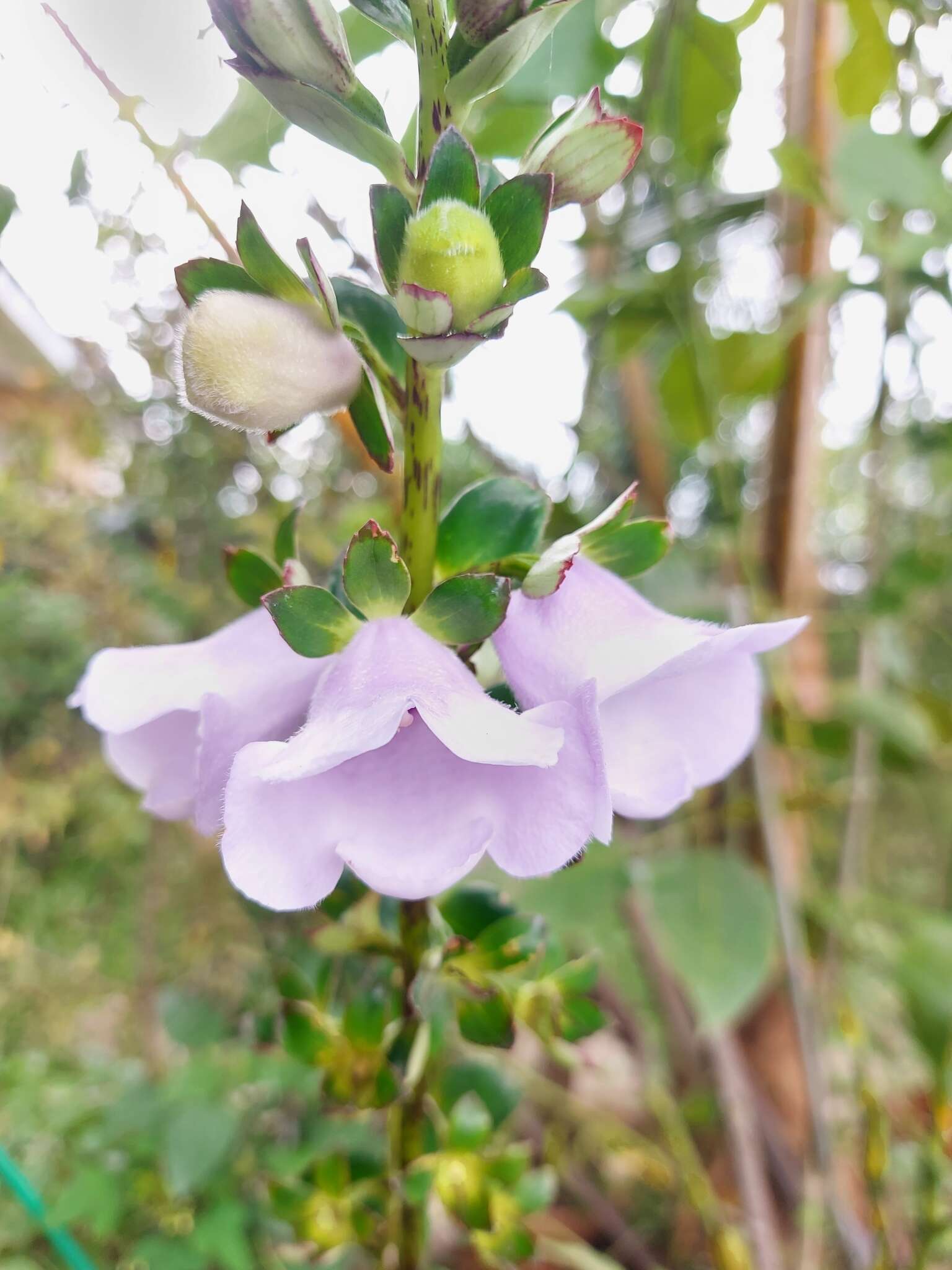 Image of gloxinia