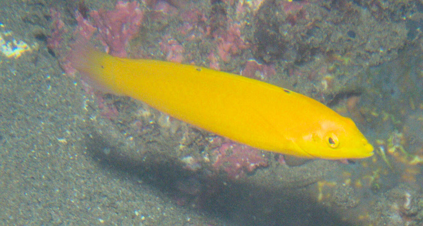 Image of Canary wrasse