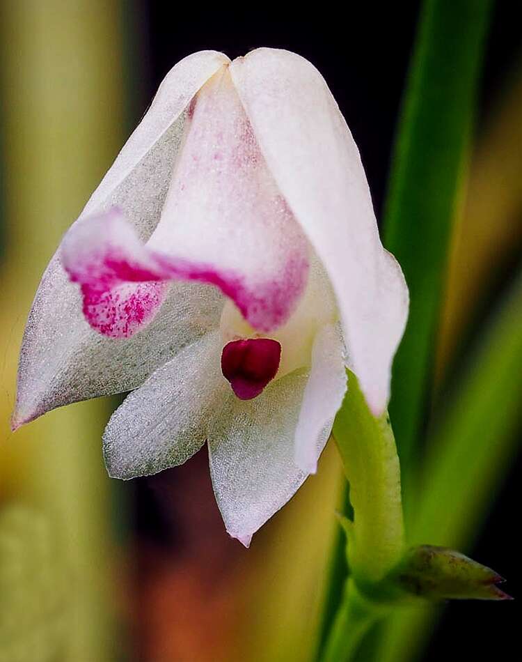 Image of Yellowspike orchids