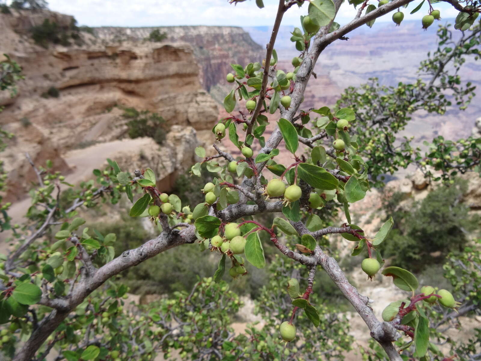 Image of Utah serviceberry