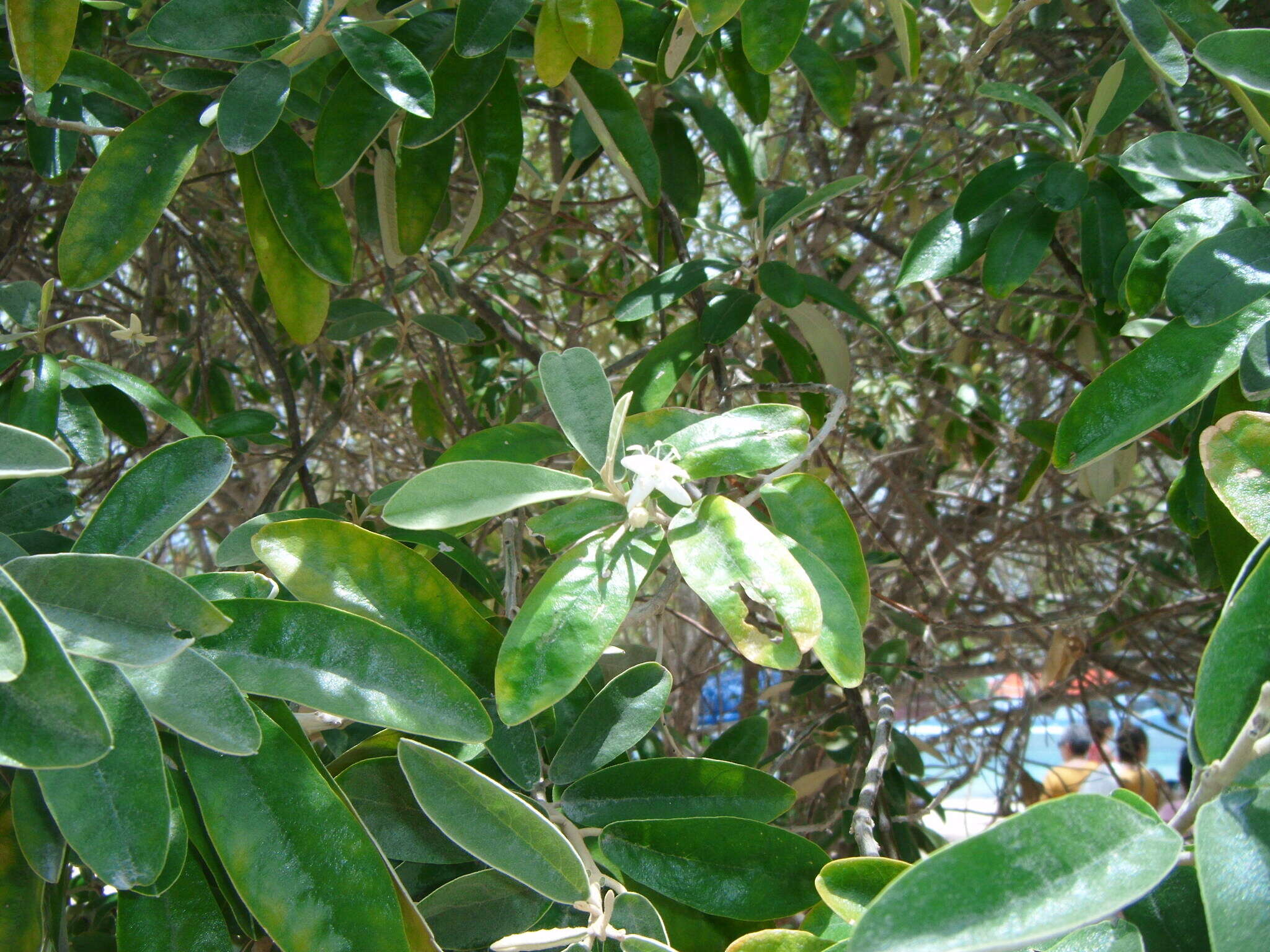 Quadrella ferruginea (L.) Iltis & Cornejo resmi